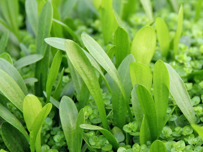 Sagittaria subulata var. pusilla - Zwergpfeilkraut
